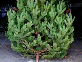 купить живую новогоднюю елку в Луганске