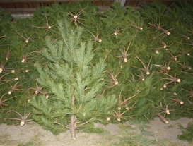 новогодние елки в Луганске